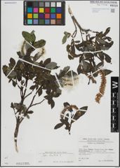 Foto von Salix hastata L.